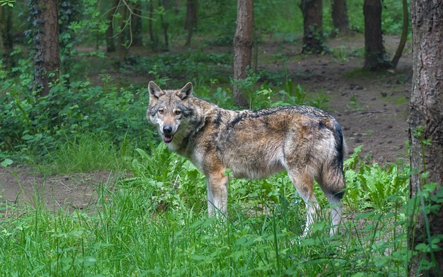 De wolf op de veluwe
