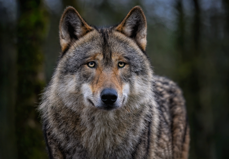 Wolven