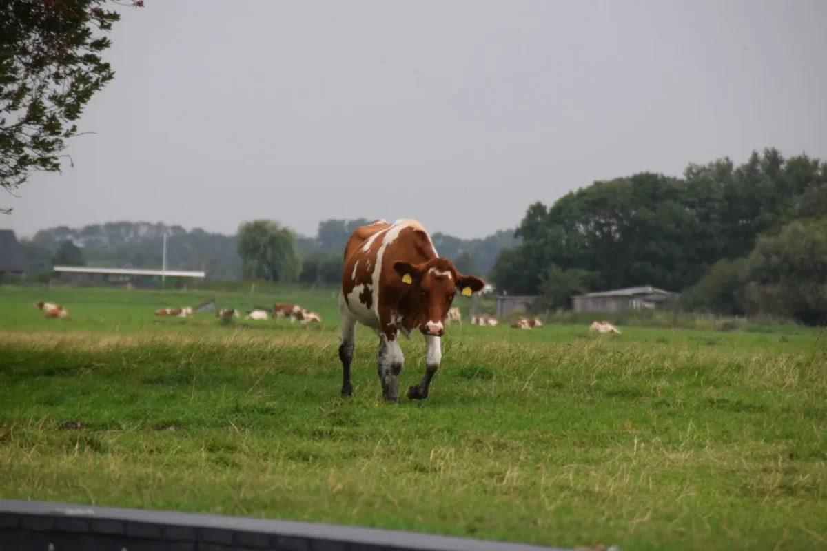 Zwanburgerpolder koe