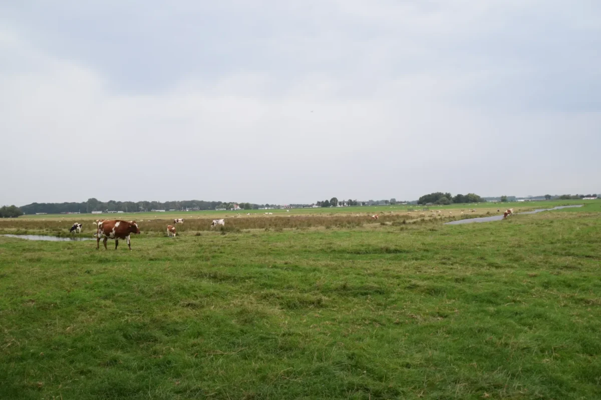 Zwanburgerpolder weiland
