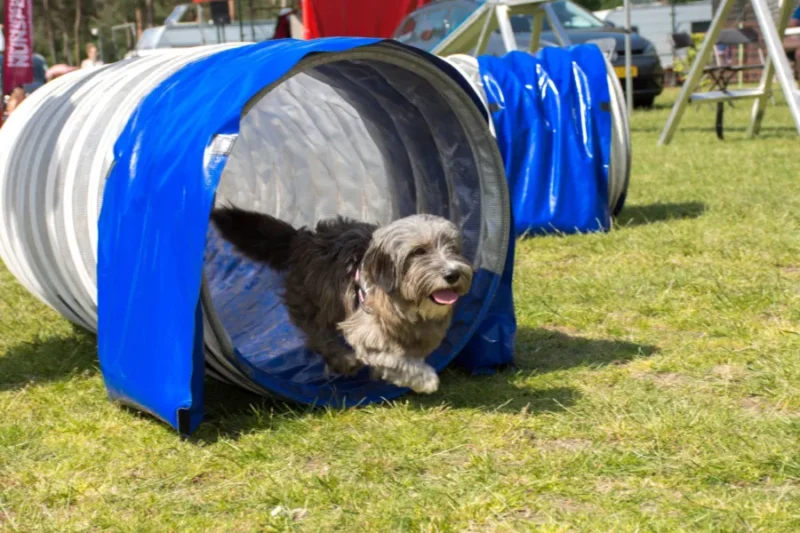 samoza camping huisdiervriendelijk