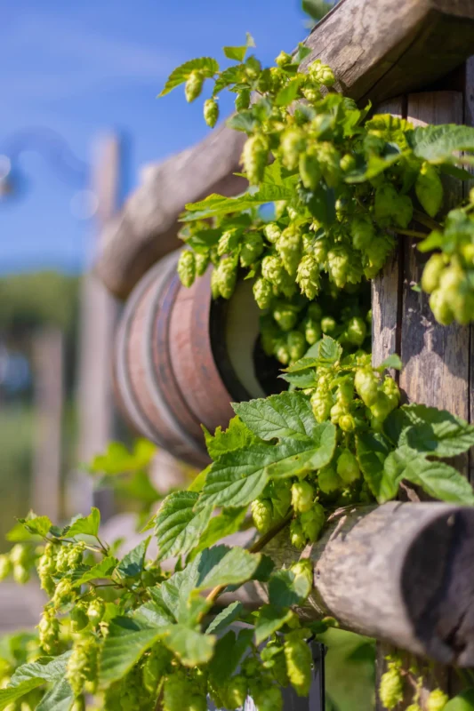 Brouwerij de Fontein