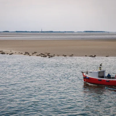 Frisia Rondvaarten en Zeehonden safari’s