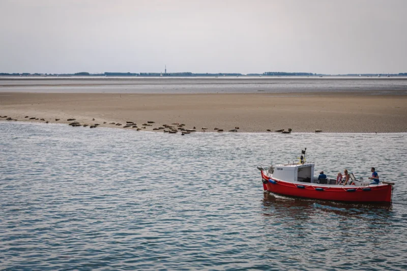 Frisia Rondvaarten en Zeehonden safari’s