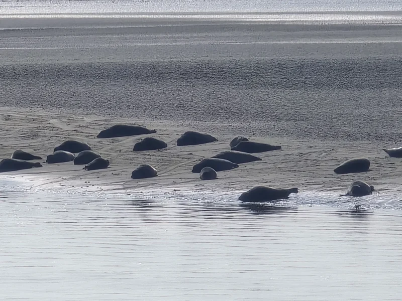 Zeehonden Texel – Zeehonden Tocht Texel Met Het Sop