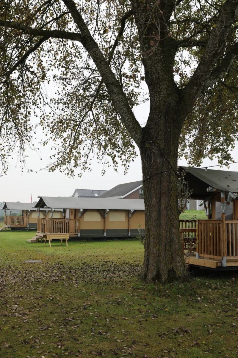 Grote boom tussen de glampingtenten op Soof aan de Rijn