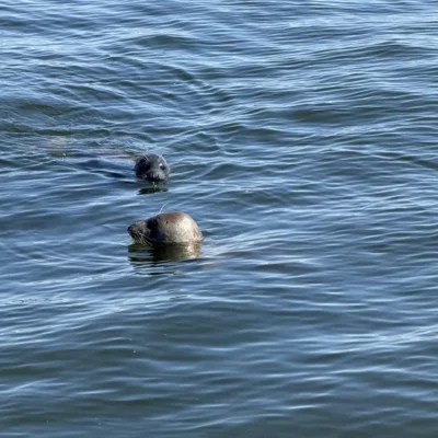 Zeehonden spotten Blue Marlin