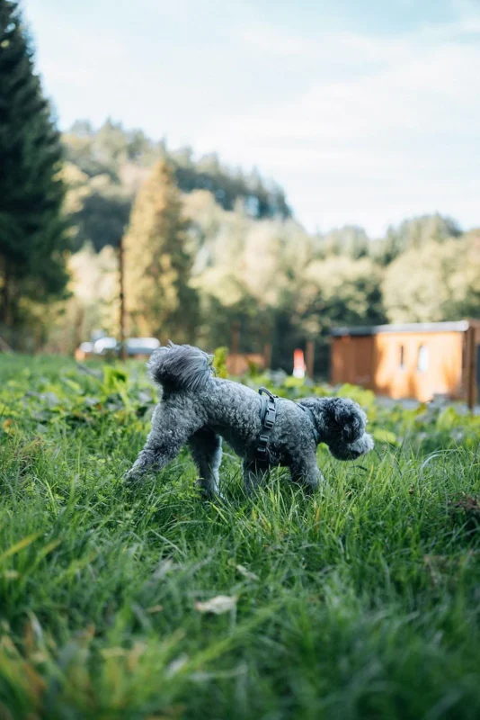 Hond bij de huisjes bij Le Hameau de la Semois